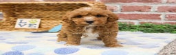 Cavapoo dogs for sale: Charles - Ad 4