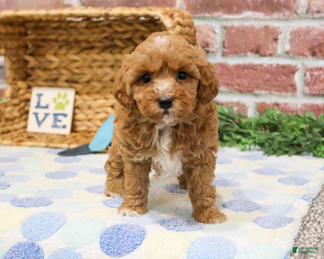 Cavapoo dogs for sale: Charles - Ad 4