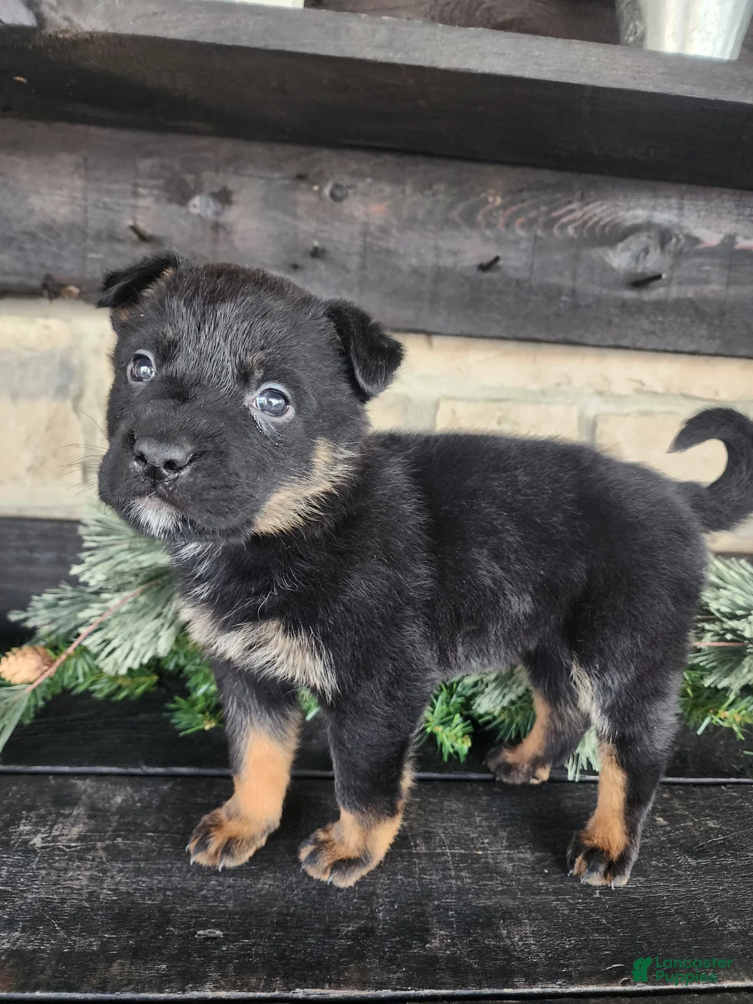 Mixed Breed dogs for sale: Ricky - Ad 3
