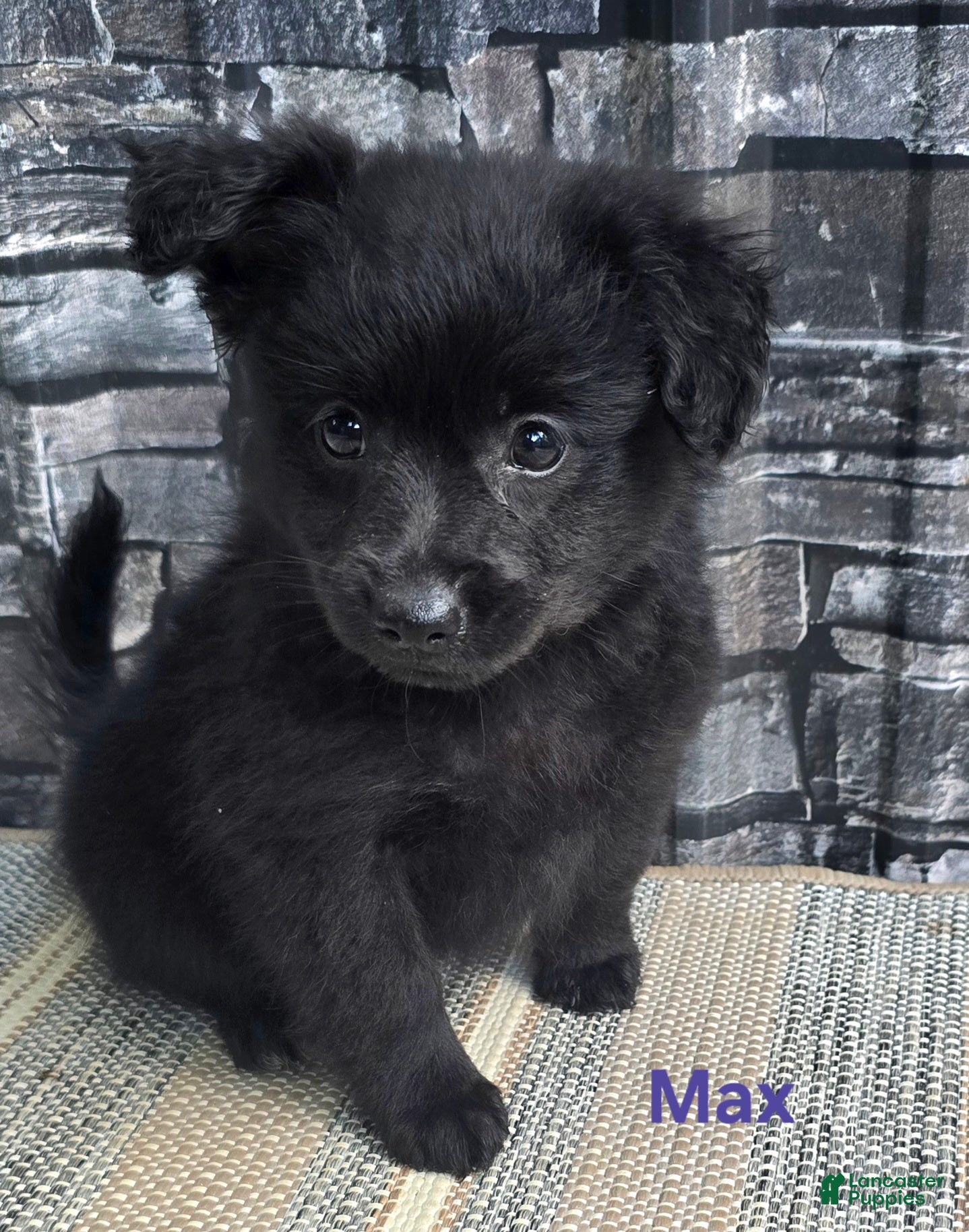Pomapoo dogs Pomapoo 2 - Ad 1