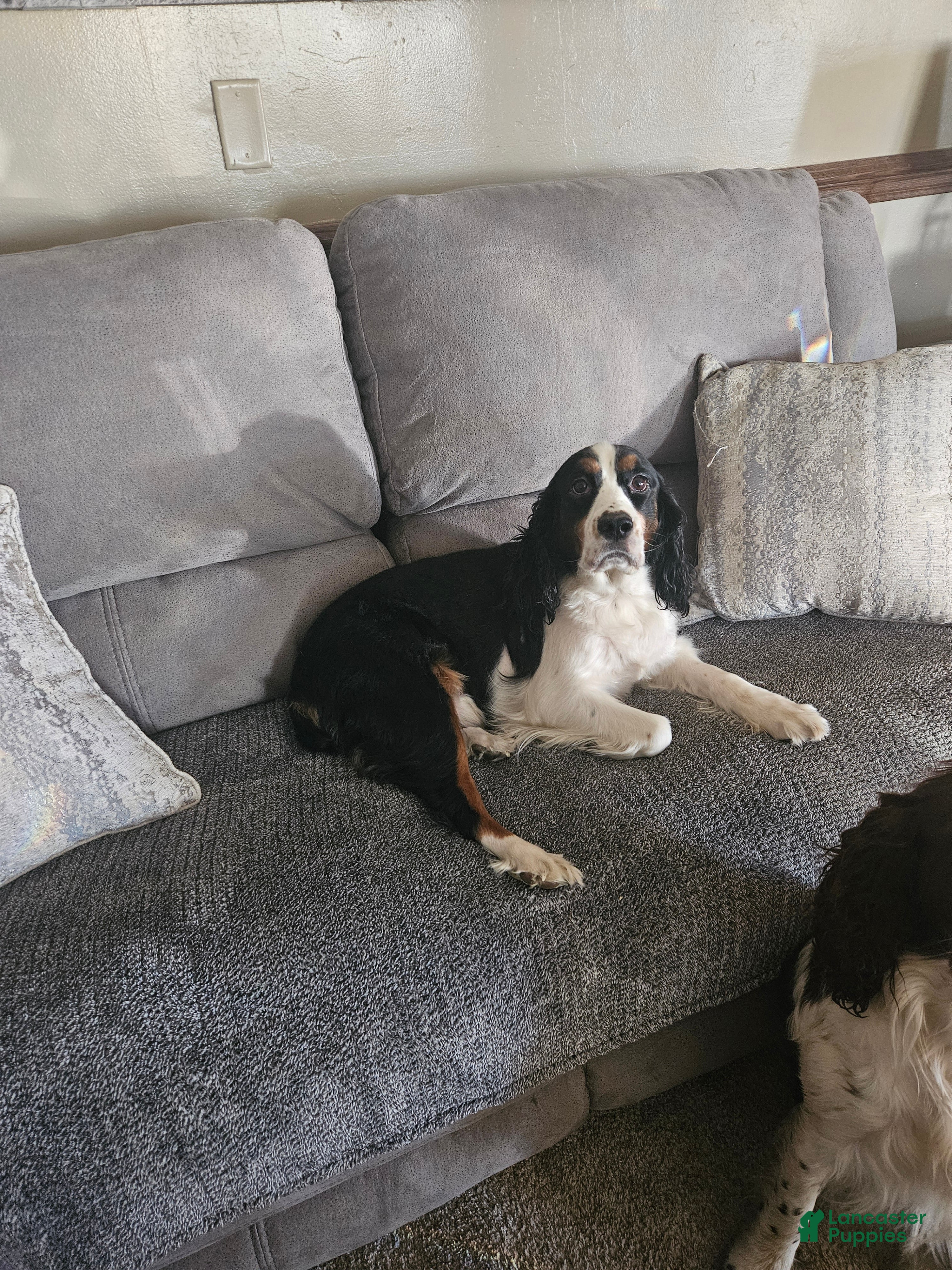 English Springer Spaniel dogs English Springer Spaniel Puppy 6 - Ad 2