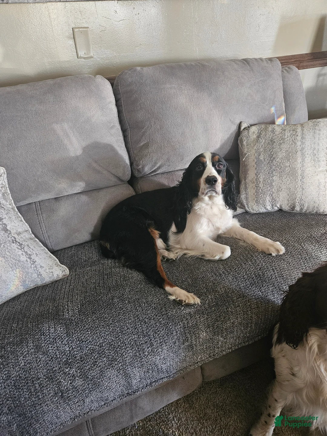 English Springer Spaniel dogs for sale: English Springer Spaniel Puppy 5 - Ad 2