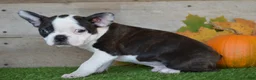 Boston Terrier dogs for sale: Joseph - Ad 3