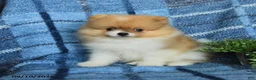 Pomeranian dogs for sale: Hunter - Ad 3