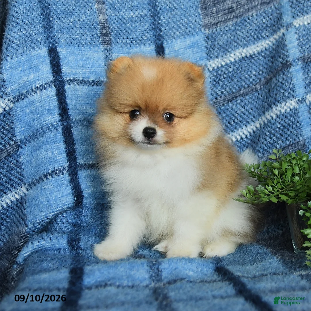 Pomeranian dogs for sale: Hunter - Ad 3