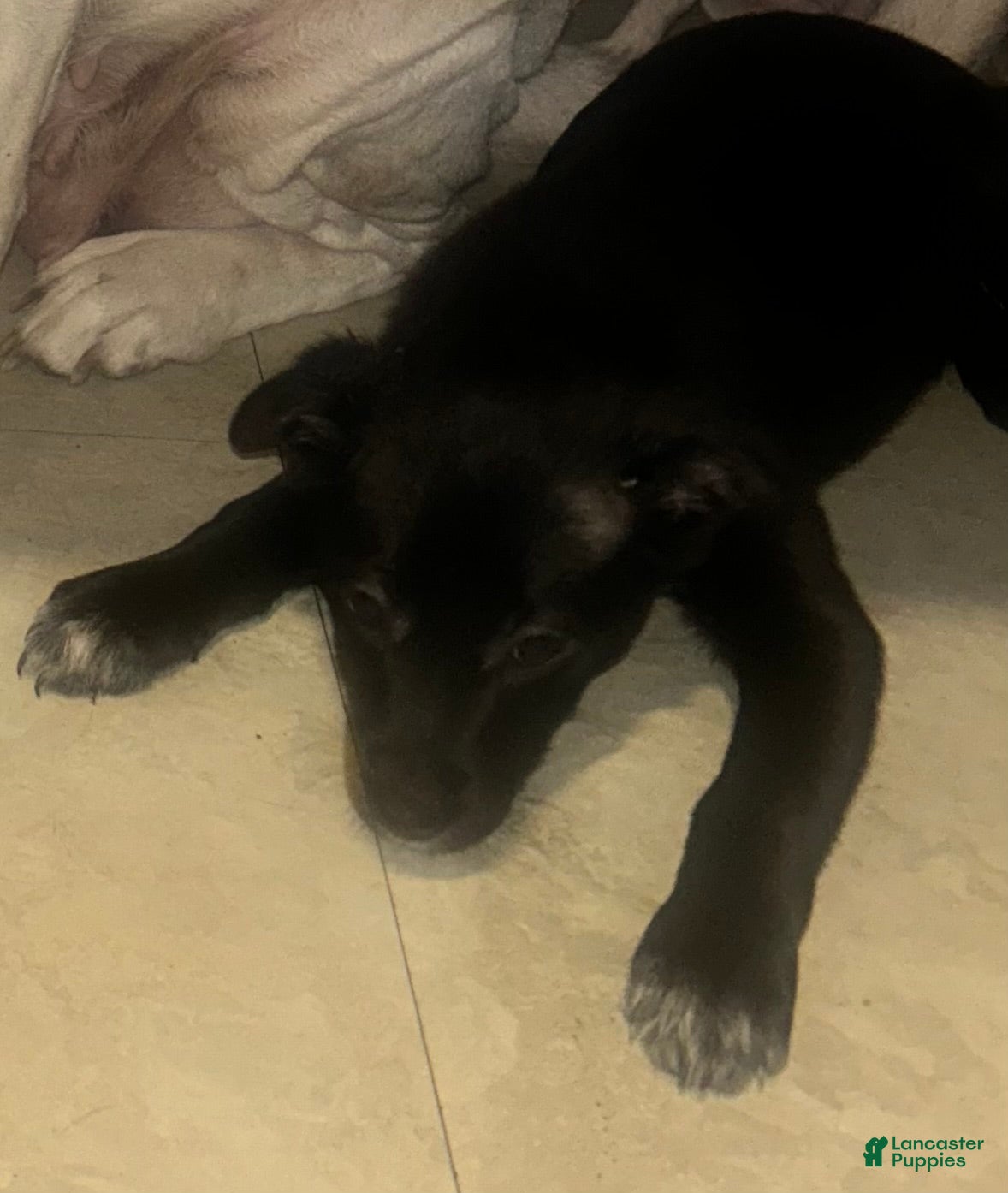 Mixed Breed dogs Sally - Ad 29