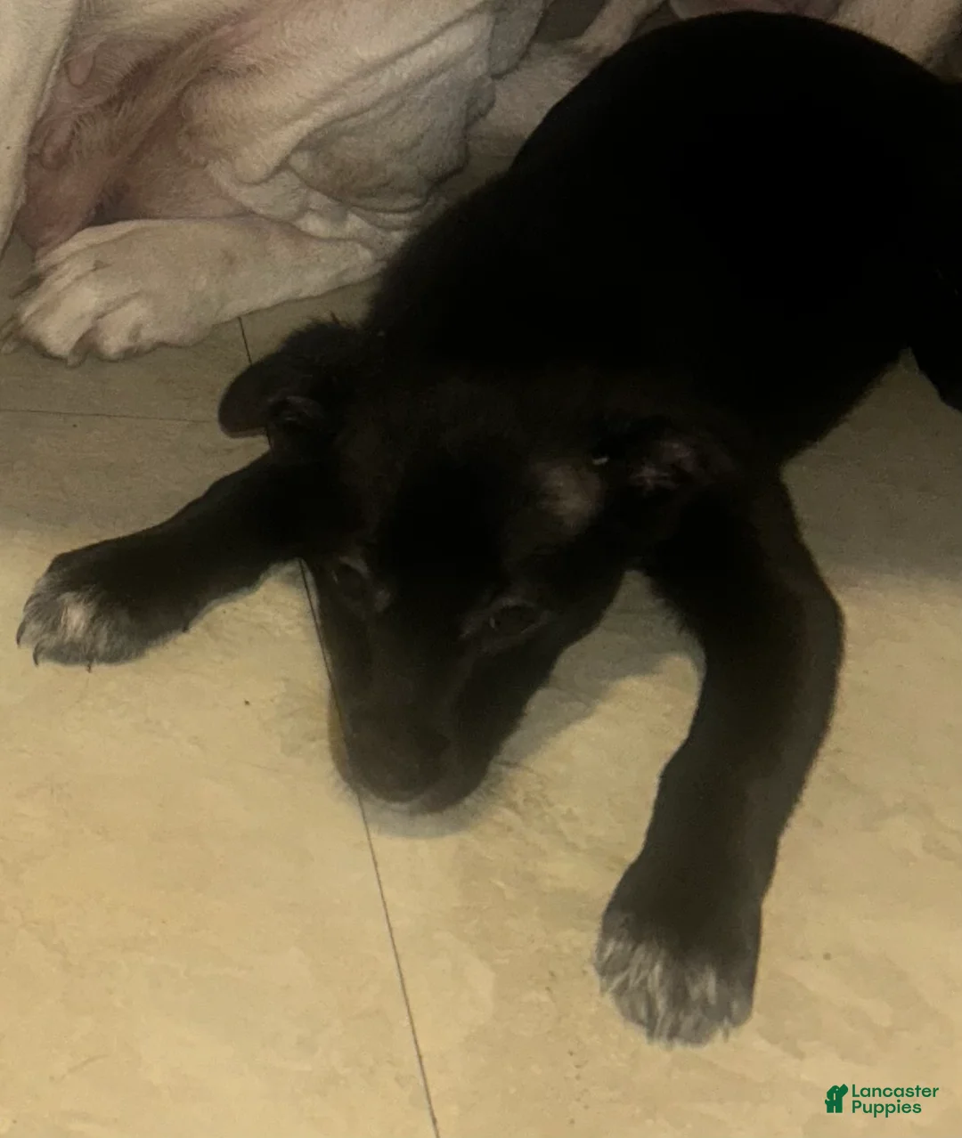 Mixed Breed dogs for sale: Sally - Ad 1