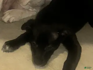 Mixed Breed dogs Sally - Ad 10