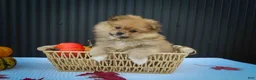 Pomeranian dogs for sale: 🐾 Meet Roxy — A Bouncy Little Ball of Fluff! 🐾 - Ad 6