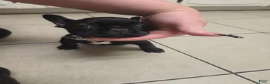 French Bulldog 1