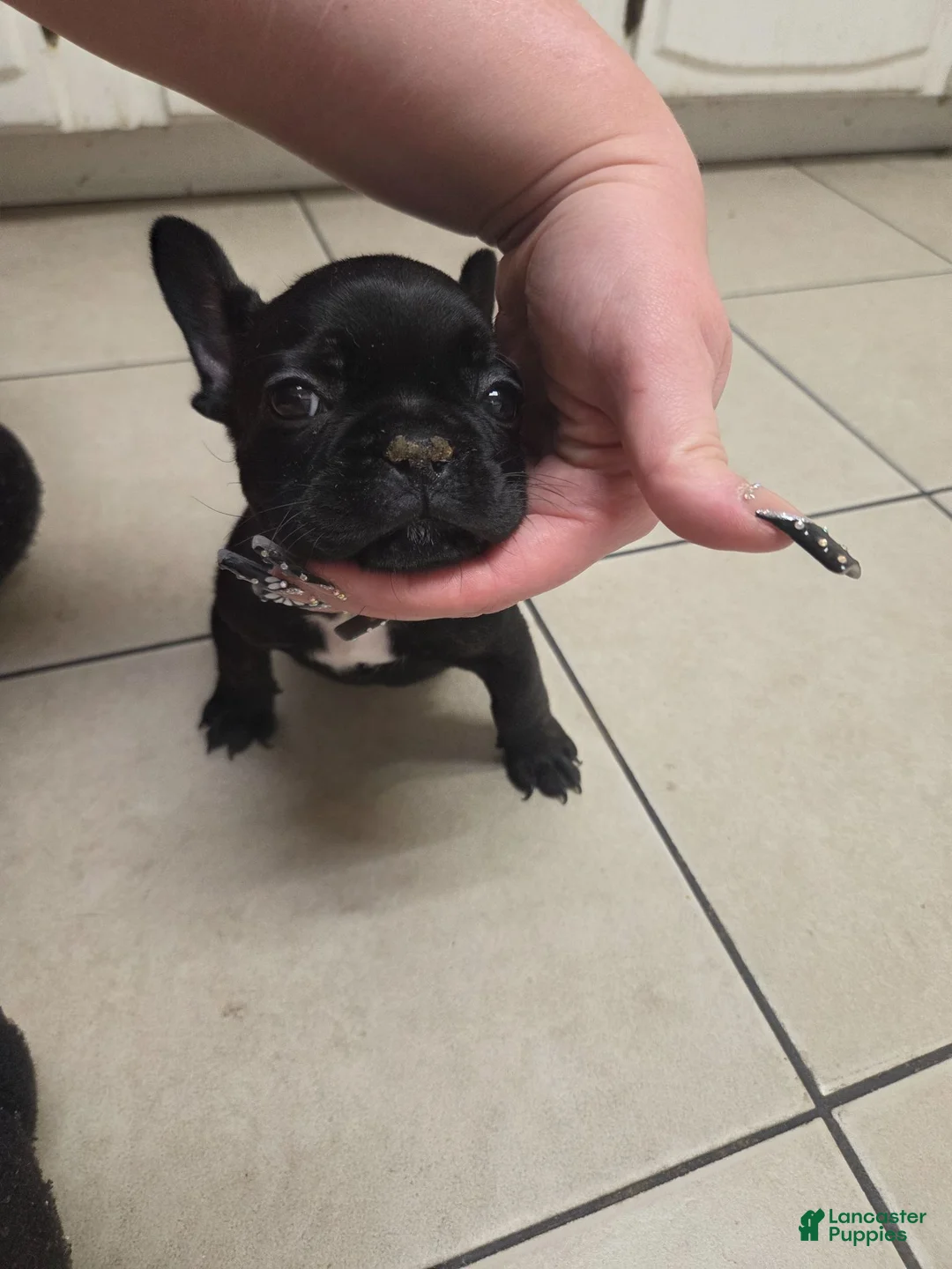 French Bulldog dogs for sale: French Bulldog 1 - Ad 1