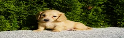 Miniature Dachshund dogs for sale: Xander - Ad 4