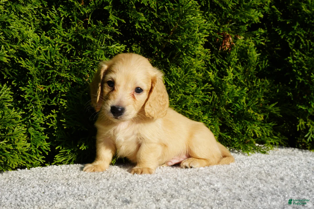 Miniature Dachshund dogs for sale: Xander - Ad 4