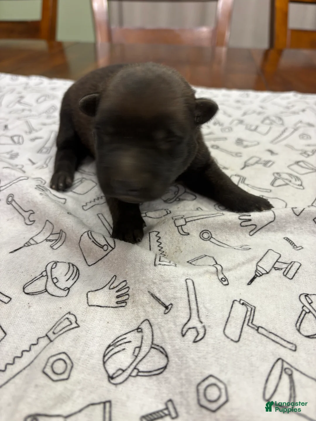 Belgian Malinois dogs for sale: Maple (purple) - Ad 2