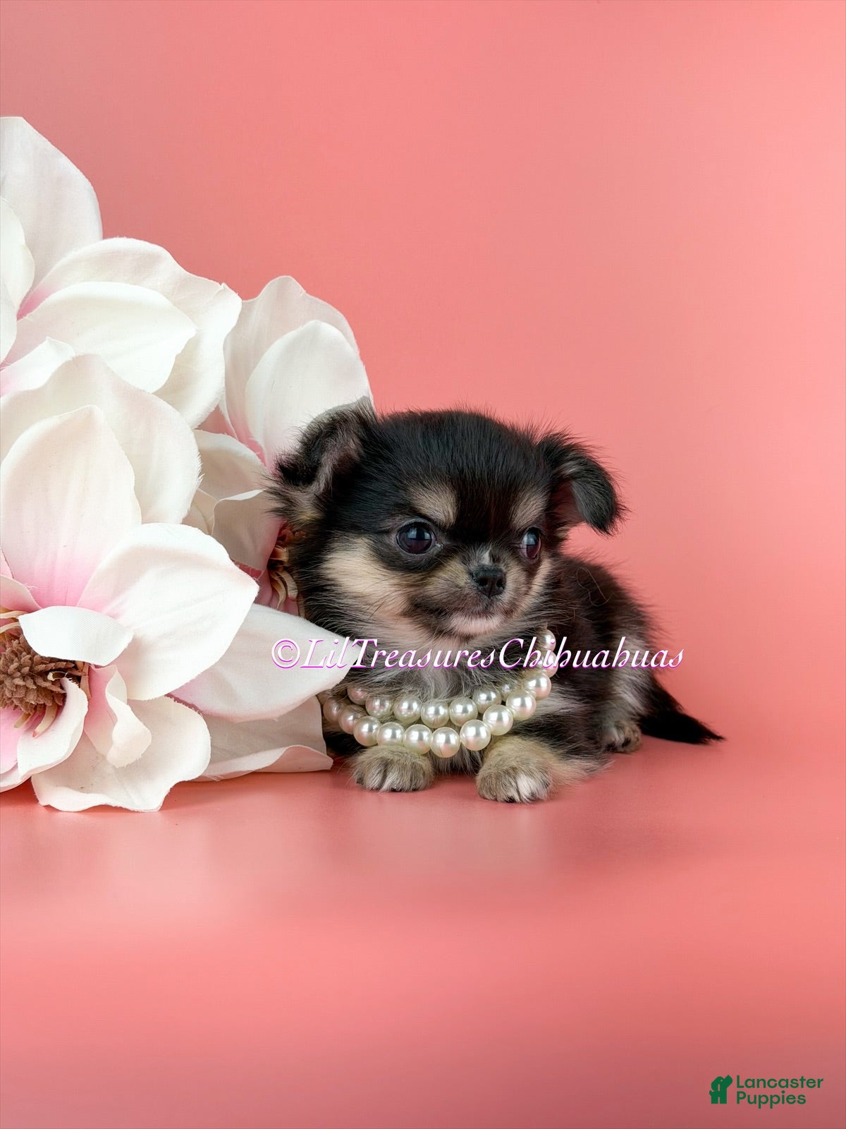 Chihuahua dogs Yuna - Ad 2