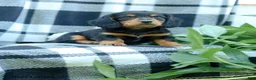 Miniature Dachshund dogs for sale: Cooper - Ad 3