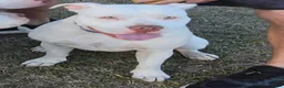 American Bulldog dogs for sale: American Bulldog 6 - Ad 17