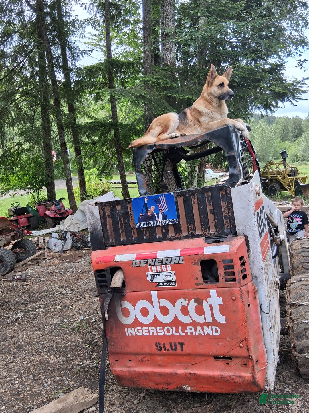 German Shepherd dogs for sale: German Shepherd Puppy 1 - Ad 5