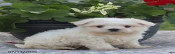 Maltese dogs for sale: Ann - Ad 12