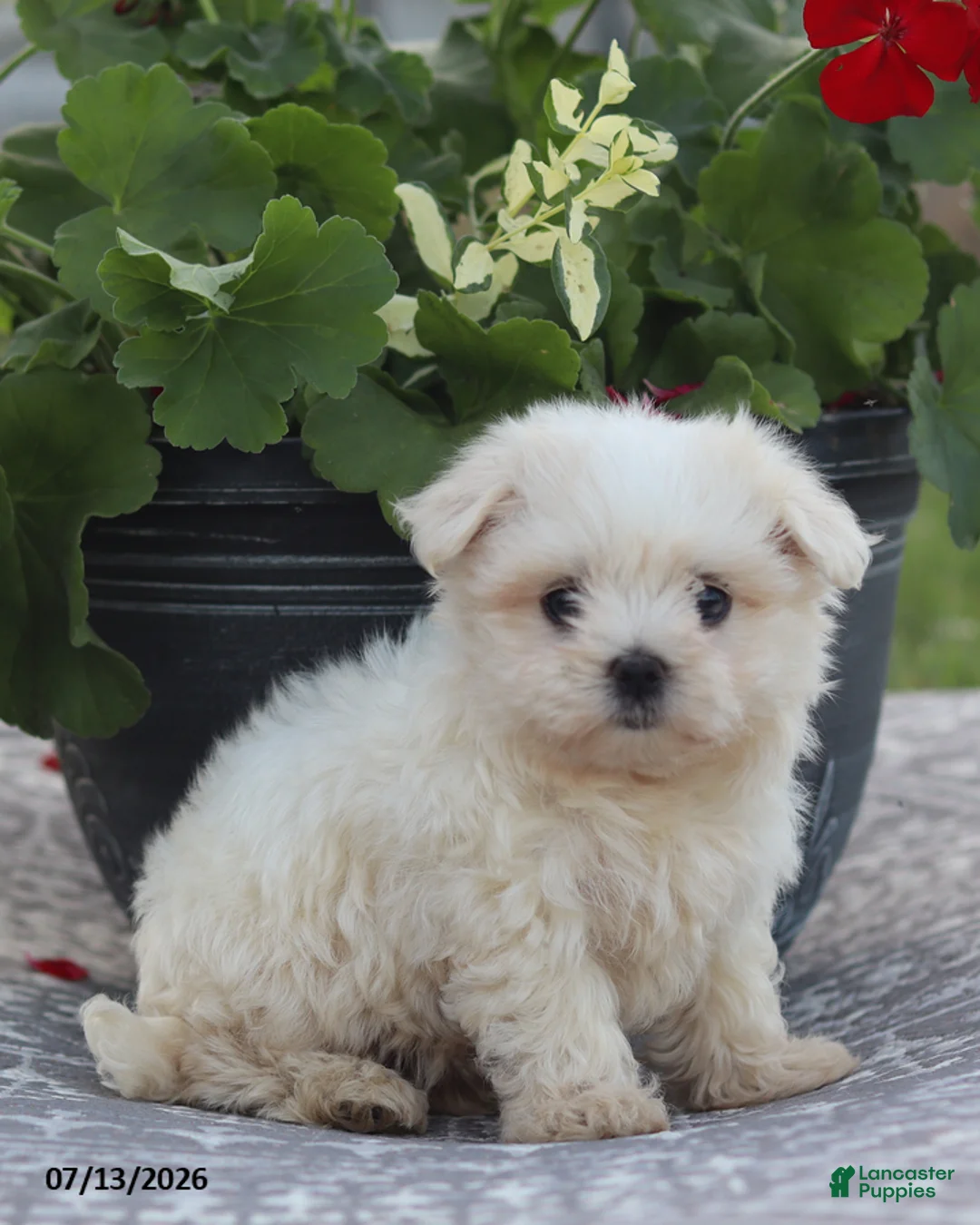 Maltese dogs for sale: Ann - Ad 12