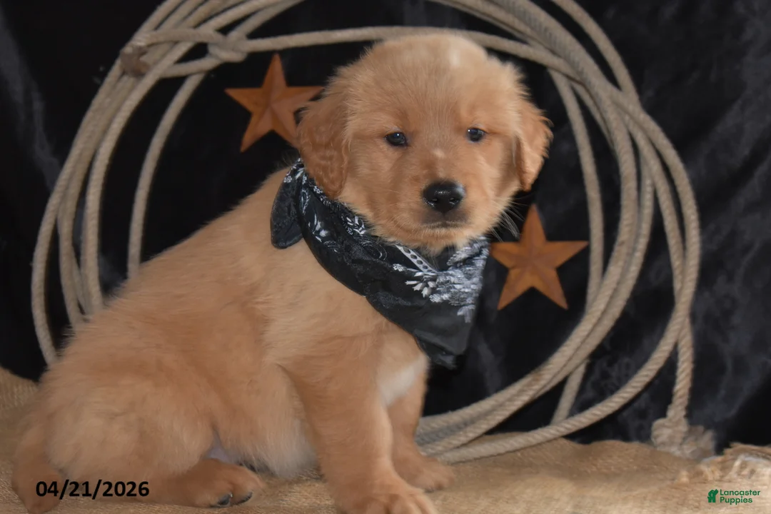 Golden Retriever dogs for sale: King - Ad 2