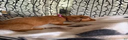 Miniature Dachshund dogs for sale: Ginger - Ad 7