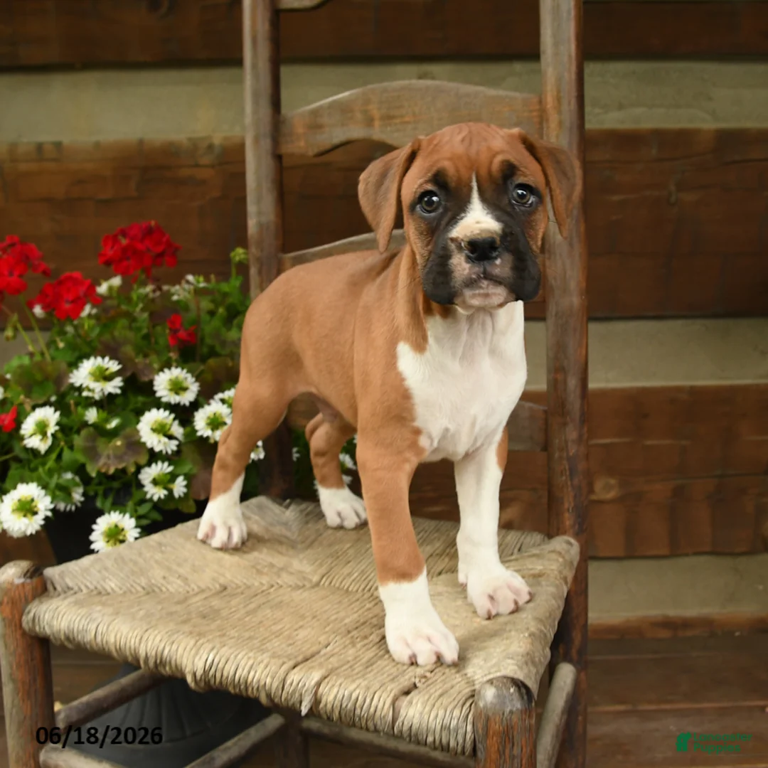 Boxer dogs for sale: Buster - Ad 3