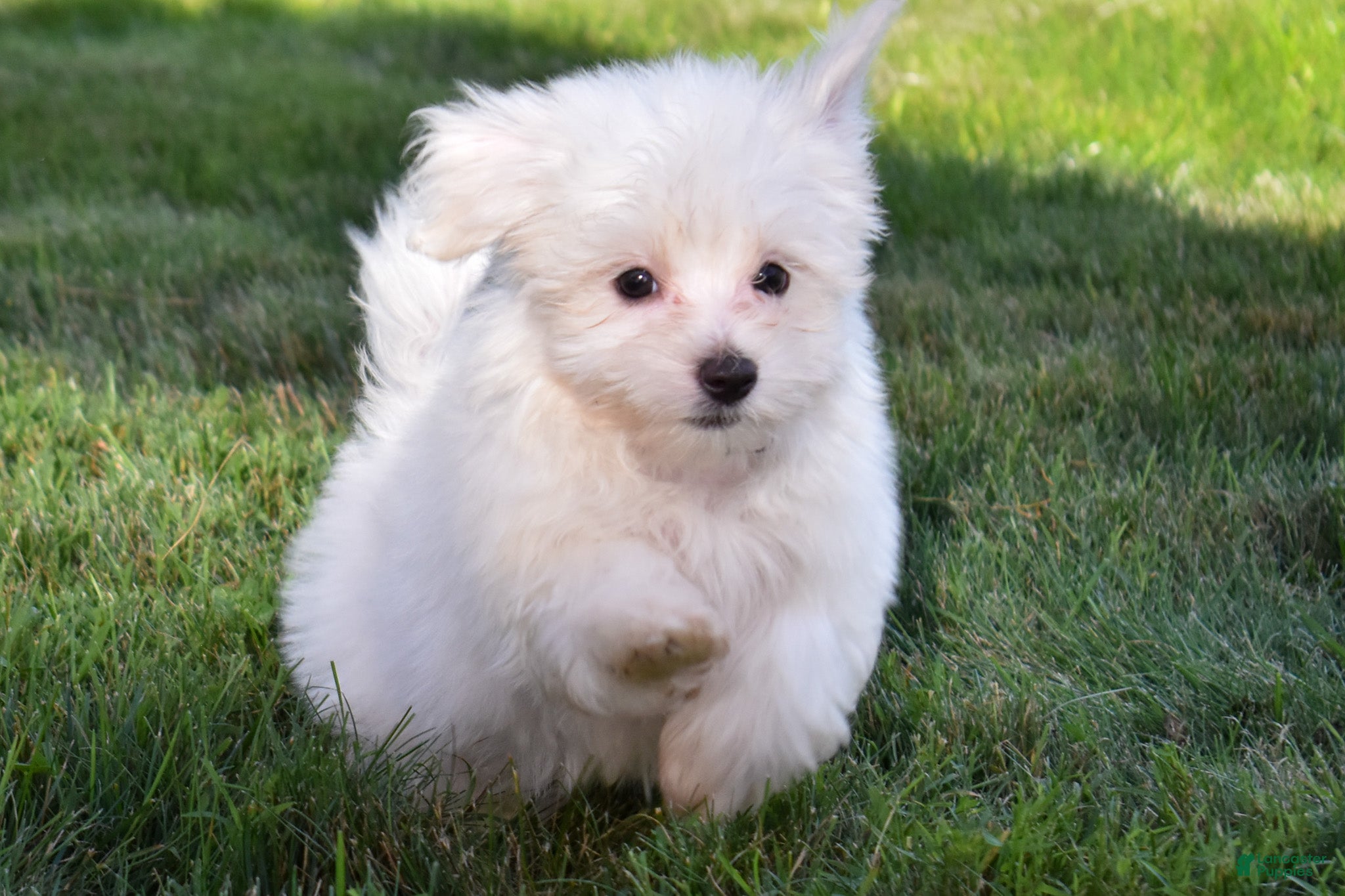 Maltese dogs Roscoe💙 - Ad 2