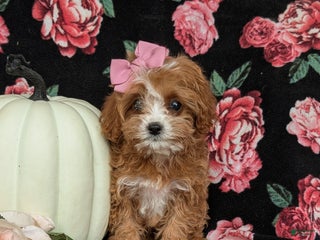 Cavapoo dogs Rylee - Ad 15