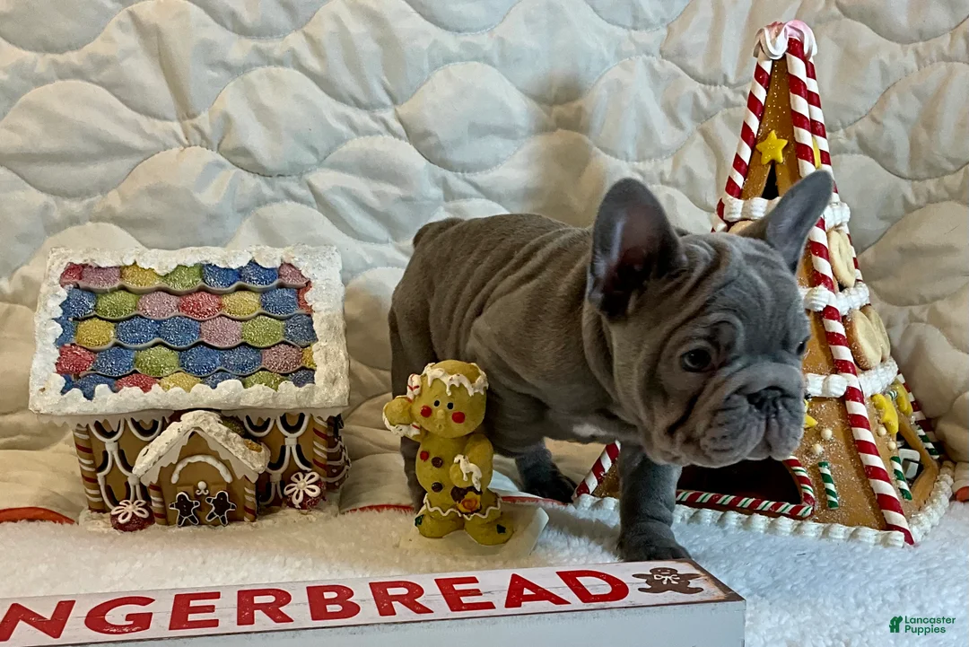 French Bulldog dogs for sale: River  - Ad 18