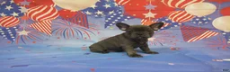 French Bulldog dogs for sale: AKC Bluebell - Ad 4