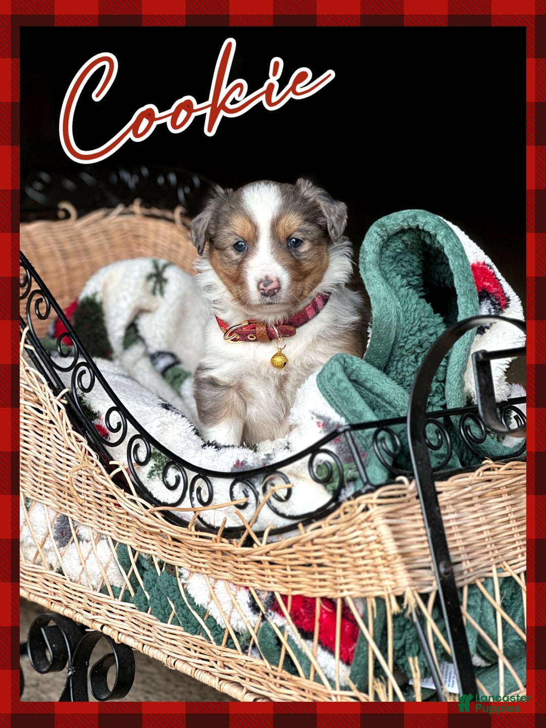 Miniature Australian Shepherd dogs for sale: Cookie - Ad 4