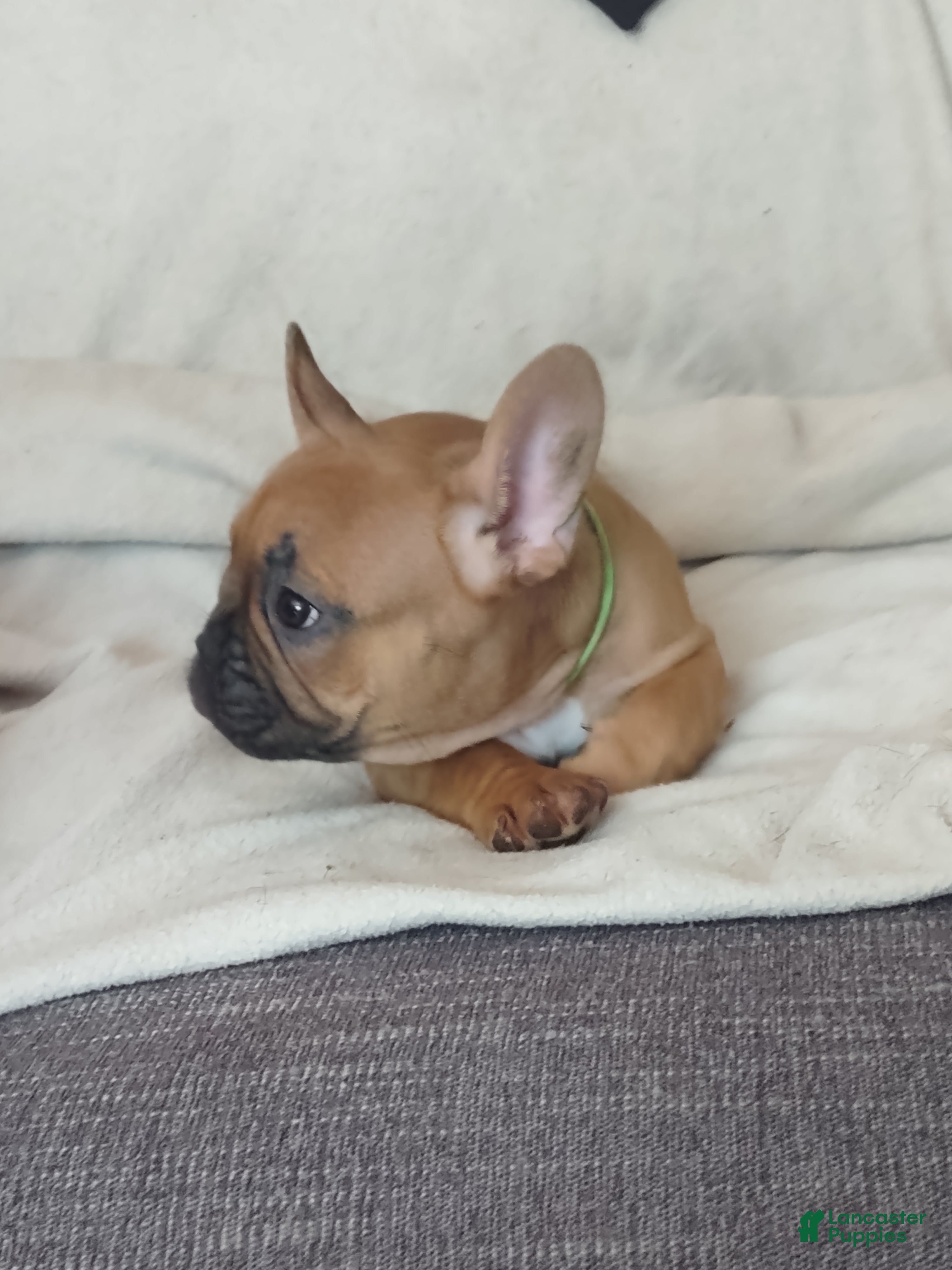 French Bulldog dogs French Bulldog 2 - Ad 18