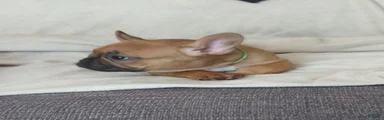 French Bulldog 2