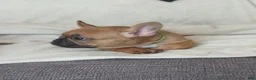 French Bulldog dogs for sale: French Bulldog 2 - Ad 1
