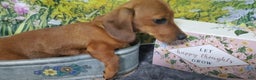 Dachshund dogs for sale: Jolly - Ad 5