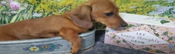 Dachshund dogs for sale: Jolly - Ad 6