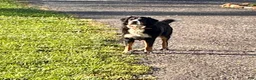 Bernese Mountain Dog dogs for sale: Roger❤️AKC Genetic Tested American Champion - Ad 3