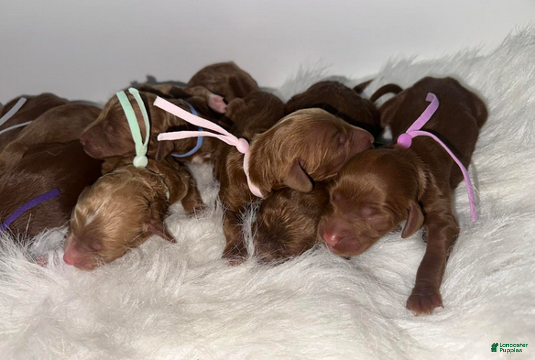 Goldendoodle dogs for sale: Girl 7 - Ad 1