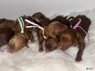 Goldendoodle dogs Girl 7 - Ad 10