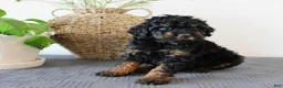 Mini Goldendoodle dogs for sale: Hendrix - Ad 3