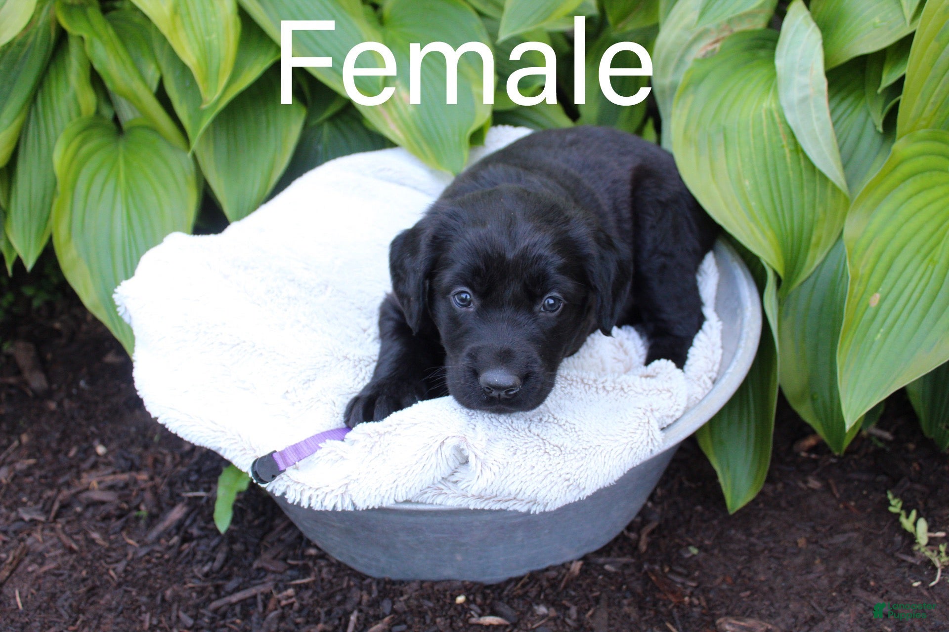 Mixed Breed dogs  Puppy purple  - Ad 1