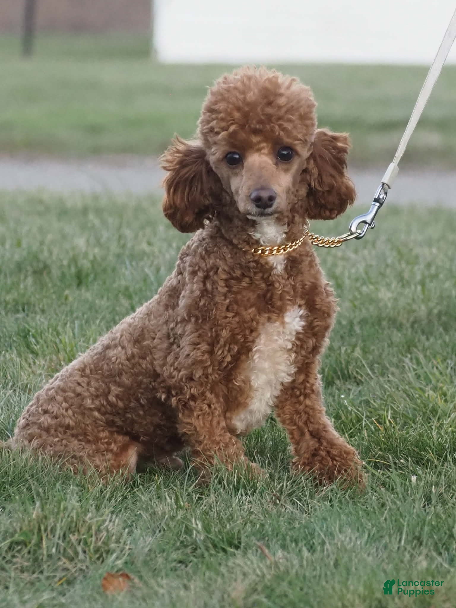 Toy Poodle dogs River - Ad 2