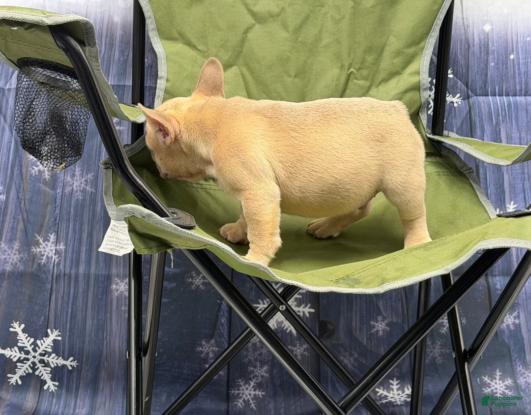 French Bulldog dogs for sale: Tank - Ad 2