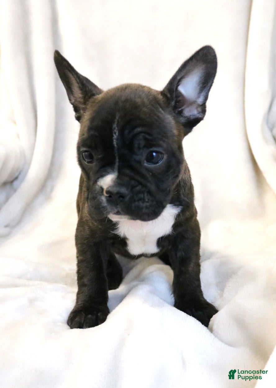 Frenchton dogs Charlie - Ad 37