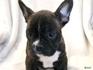 Frenchton dogs Charlie - Ad 25