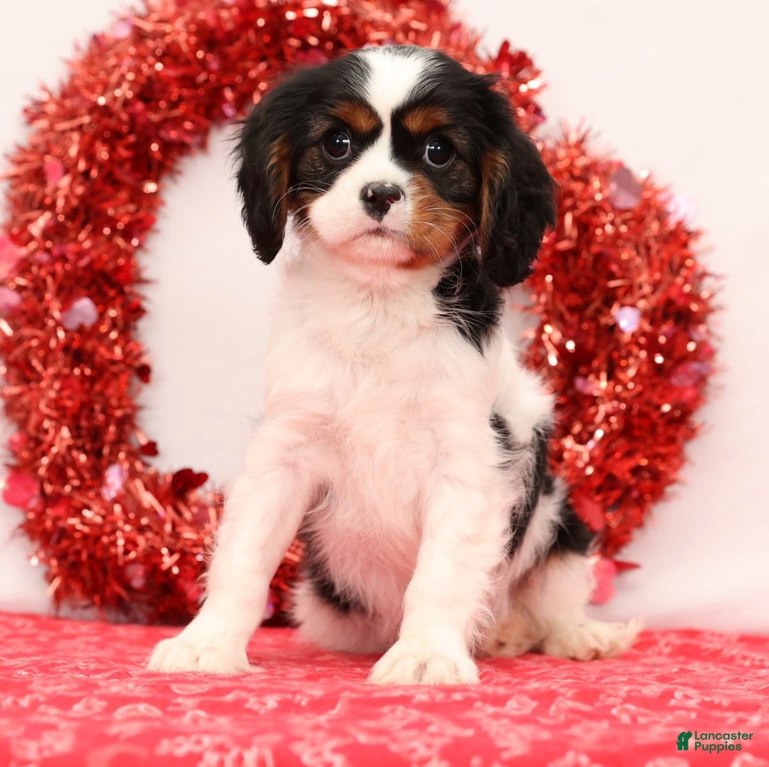 Cavalier King Charles Spaniel dogs for sale: Liam - Ad 1