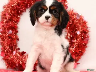 Cavalier King Charles Spaniel dogs Liam - Ad 31