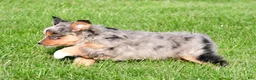 Miniature Australian Shepherd dogs for sale: Austin - Ad 14