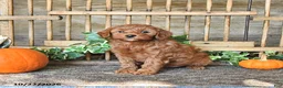 Mini Goldendoodle dogs for sale: Cindy - Ad 4